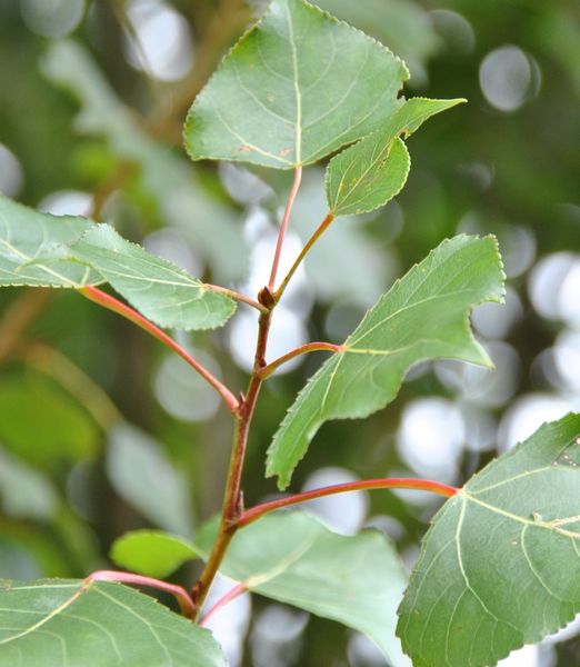 Populus nigra 'Italica' akcia